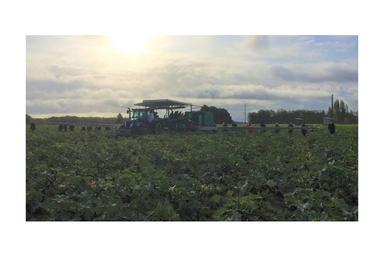 "Tailor-made" Harvesting Belt 30m