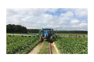 "Tailor-made" Harvesting Belt 30m